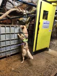 Mehr über den Artikel erfahren Trailen im Bergwerk